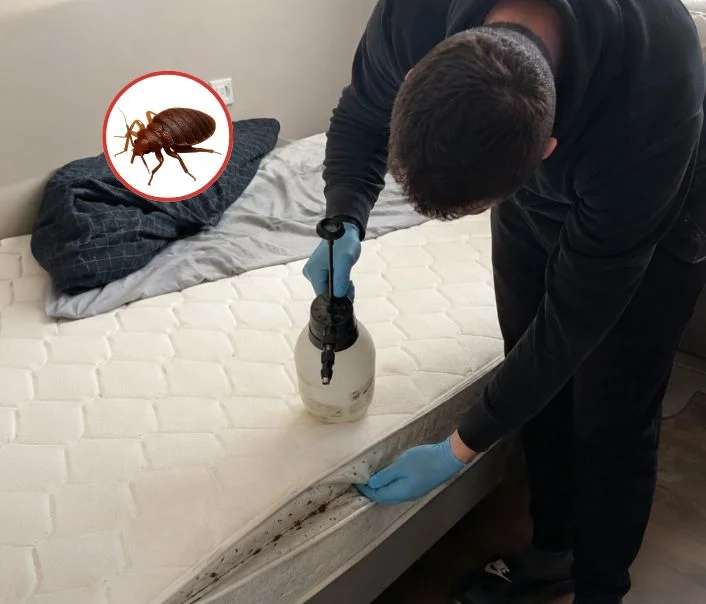 Technicien traitant un matelas contre les punaises de lit à Charenton-le-Pont